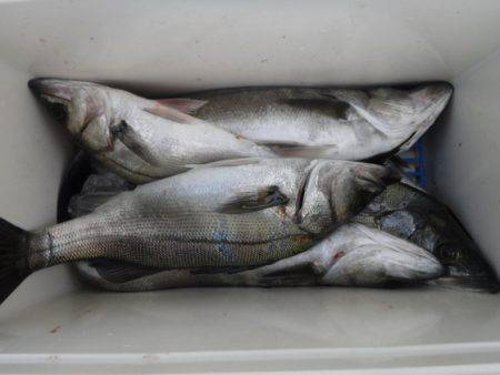 遊漁船 幸友丸 釣果