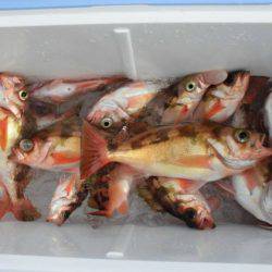 大進丸(新潟) 釣果