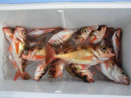 大進丸（新潟） 釣果