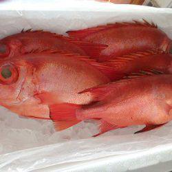 フィッシングハウス伊藤 釣果