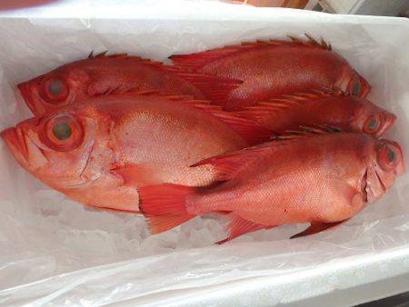 フィッシングハウス伊藤 釣果