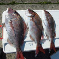 大進丸(新潟) 釣果