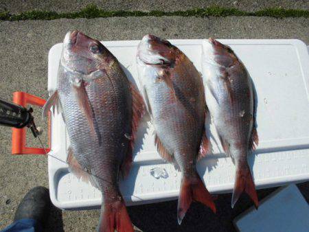 大進丸（新潟） 釣果