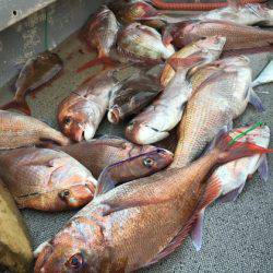 幸風（さちかぜ） 釣果