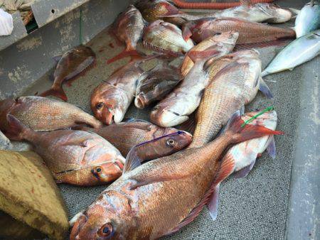 幸風（さちかぜ） 釣果