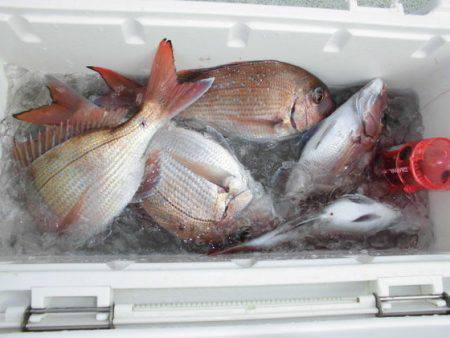 大進丸（新潟） 釣果