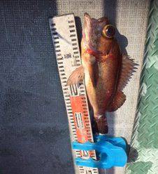 シーモンキー 釣果