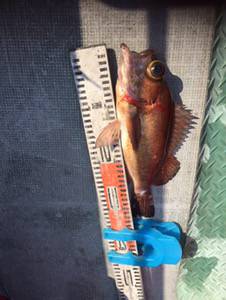 シーモンキー 釣果