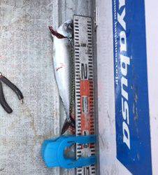 シーモンキー 釣果