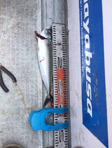 シーモンキー 釣果