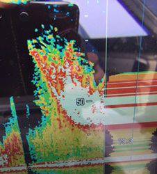 シーモンキー 釣果