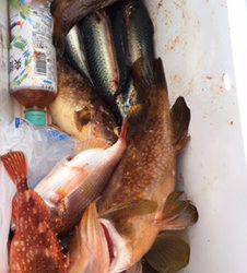 シーモンキー 釣果