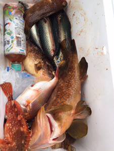 シーモンキー 釣果