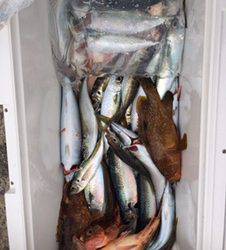 シーモンキー 釣果