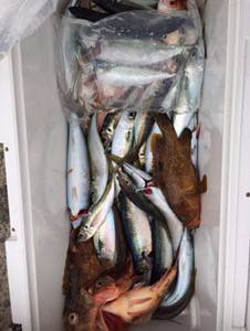 シーモンキー 釣果