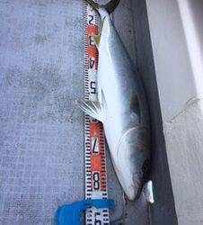 シーモンキー 釣果