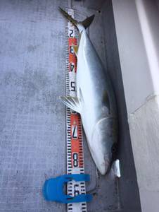 シーモンキー 釣果