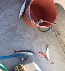 シーモンキー 釣果