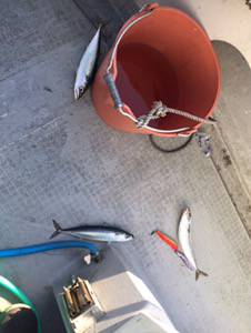 シーモンキー 釣果