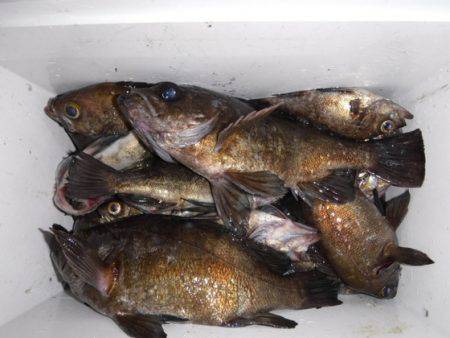 遊漁船 幸友丸 釣果