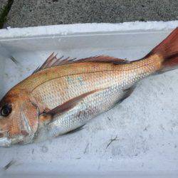 大進丸（新潟） 釣果