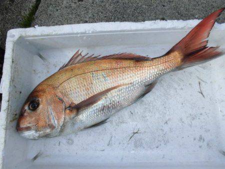 大進丸（新潟） 釣果