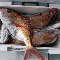 遊漁船 幸友丸 釣果