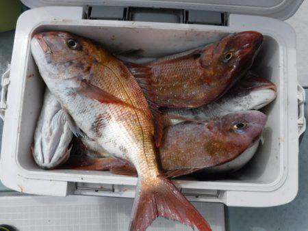 遊漁船 幸友丸 釣果