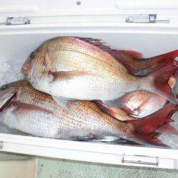 大進丸(新潟) 釣果