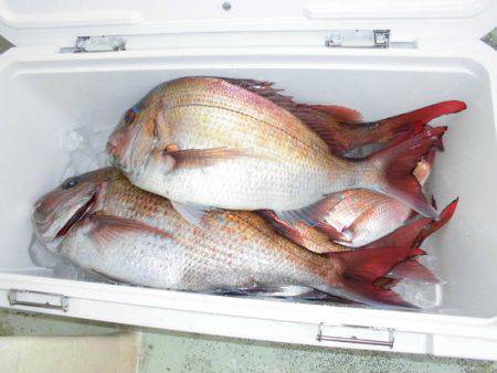 大進丸(新潟) 釣果