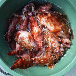 遊漁船 幸友丸 釣果