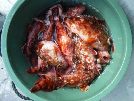 遊漁船 幸友丸 釣果