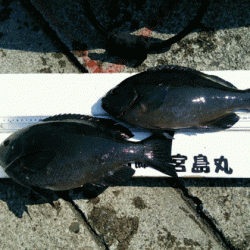 宮島丸 釣果