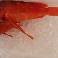 フィッシングハウス伊藤 釣果