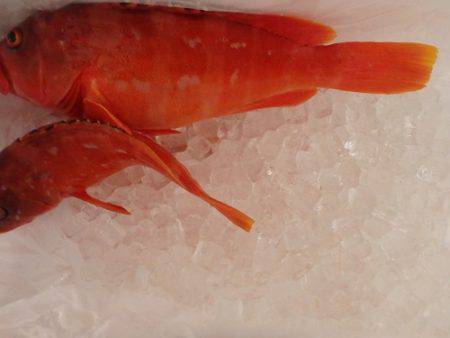 フィッシングハウス伊藤 釣果