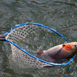 小菅トラウトガーデン 釣果