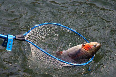 小菅トラウトガーデン 釣果