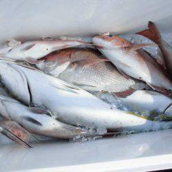 大進丸(新潟) 釣果