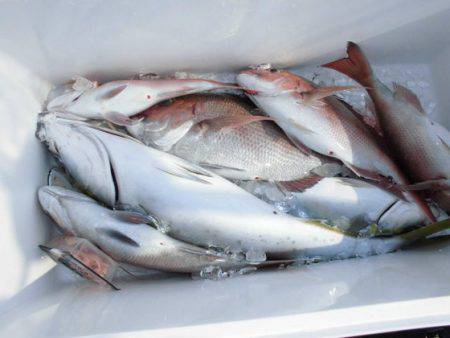 大進丸(新潟) 釣果