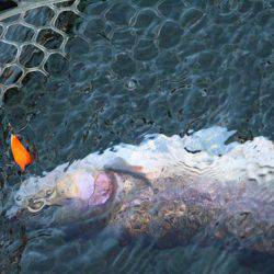 小菅トラウトガーデン 釣果