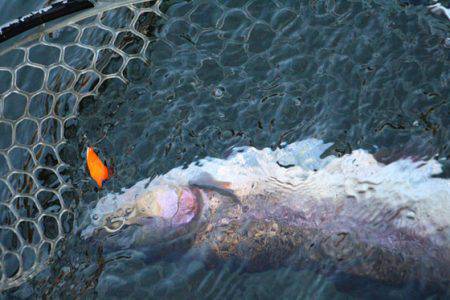 小菅トラウトガーデン 釣果