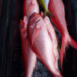 フィッシングハウス伊藤 釣果