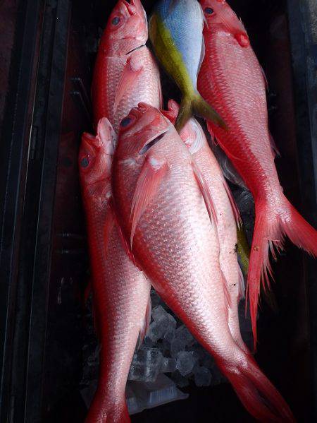 フィッシングハウス伊藤 釣果