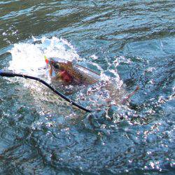 小菅トラウトガーデン 釣果