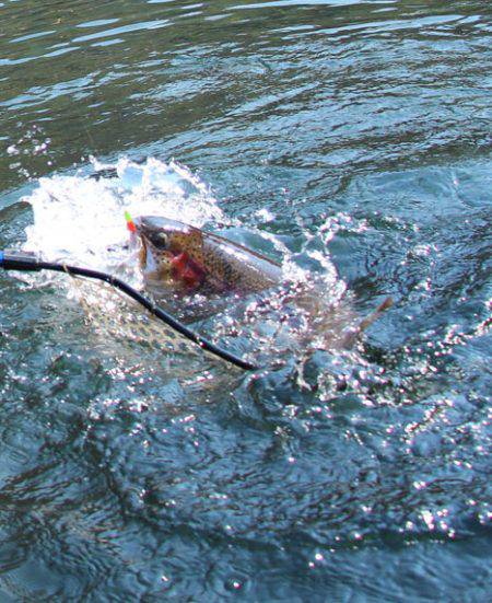 小菅トラウトガーデン 釣果