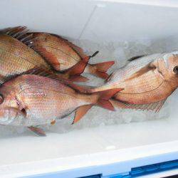 大進丸（新潟） 釣果