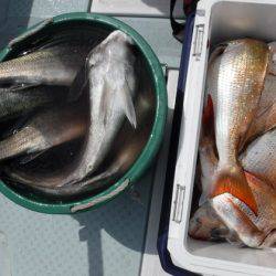 遊漁船 幸友丸 釣果