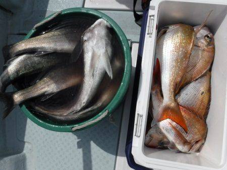 遊漁船 幸友丸 釣果