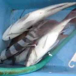 大進丸(新潟) 釣果