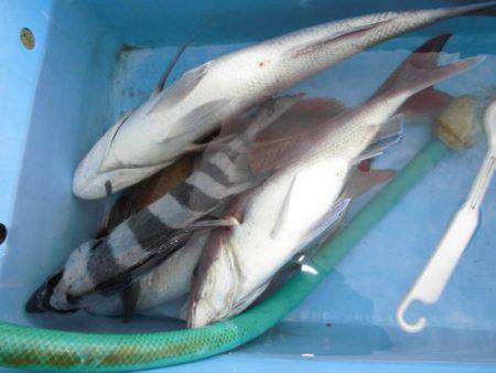大進丸(新潟) 釣果